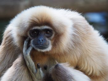 Close-up portrait of monkey