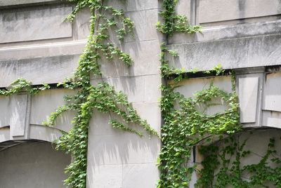 Low angle view of ivy growing on building wall