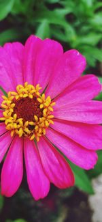 Close-up of pink flower