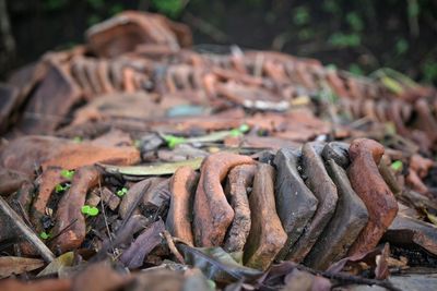 Close-up of log