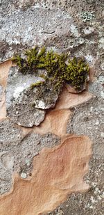 High angle view of moss growing on rock
