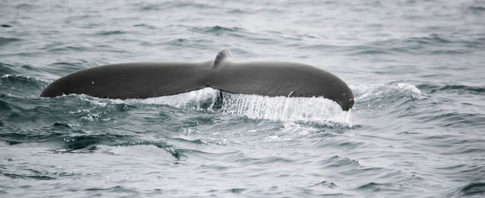 Whale swimming in sea against sky