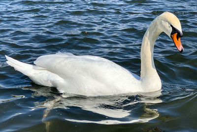 Swan floating on a lake