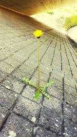 Close-up of plant growing outdoors