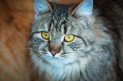 Close-up portrait of a cat