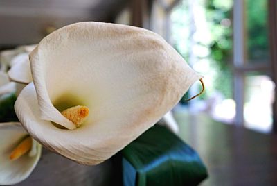 Close-up of flower blooming outdoors