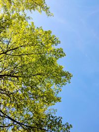 Low angle view of tree against blue sky