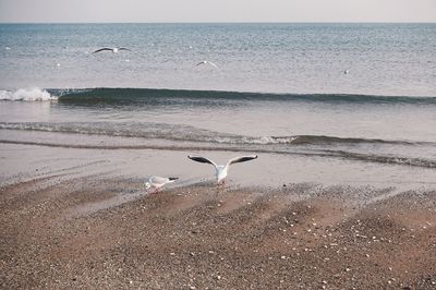Seagull flying over sea against sky
