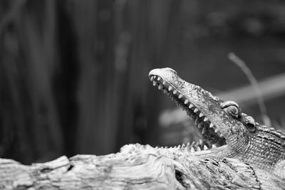 Close-up of crocodile with mouth open