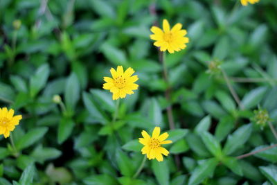 Close-up of yellow flowering plant