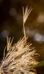 branch
