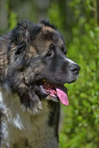 Close-up of a dog looking away