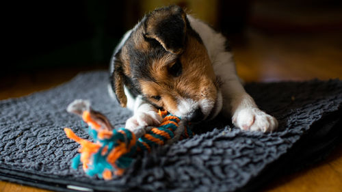 View of a dog sleeping at home