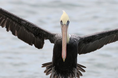 Close-up of bird flying over lake