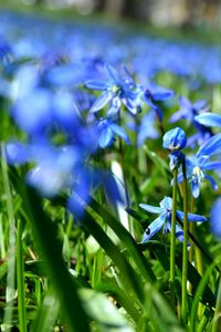 Close-up of flowers