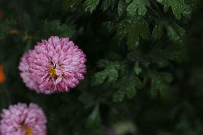 Close-up of pink flowering plant