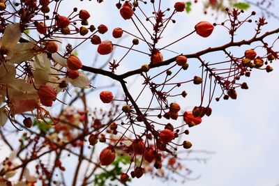 Low angle view of cherry tree against sky