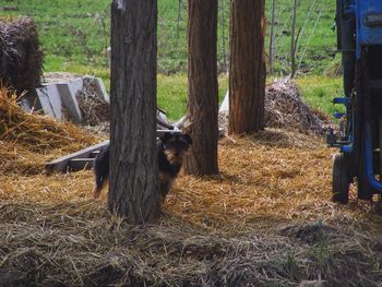 Cat on tree trunk