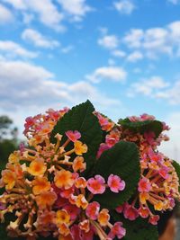 Close-up of flowers against sky