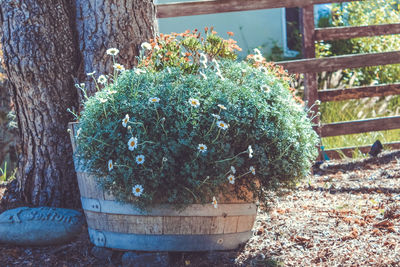 Close-up of plants against trees