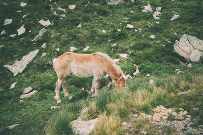 Mountain baby horse