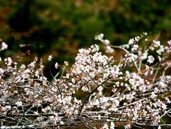 Close-up of cherry blossom tree