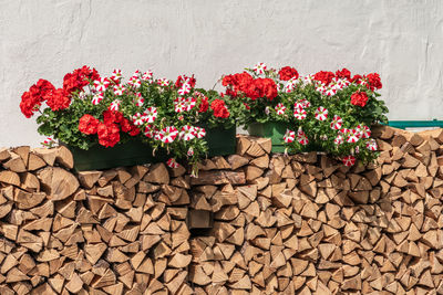 Close-up of potted geranium flowers on a firewood stack against wall