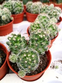 High angle view of cactus plant