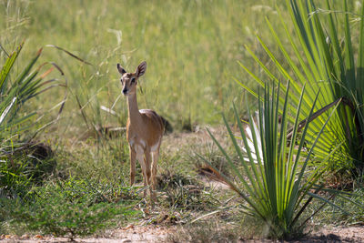 Oribi, ourebia ourebi, murchison falls national park, uganda