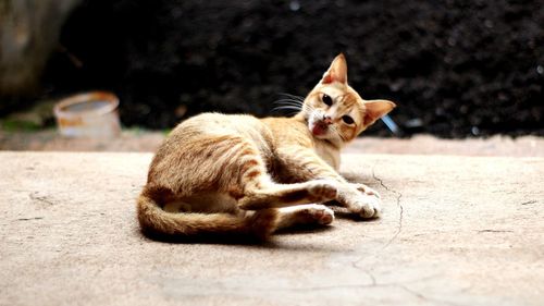 Cat sitting on a footpath