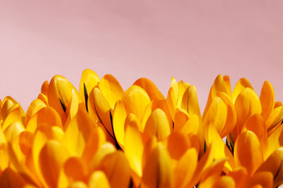 Bunch of crocus flavus flowers on a pink background. closeup of orange or yellow crocus plants