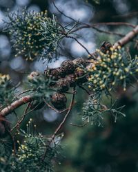 Close-up of pine cones growing on tree