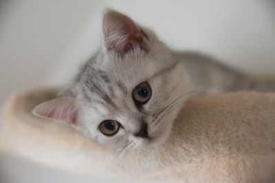 Portrait of cat relaxing at home