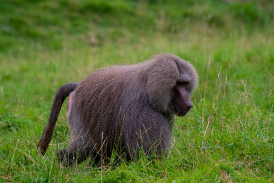 Side view of a monkey on field