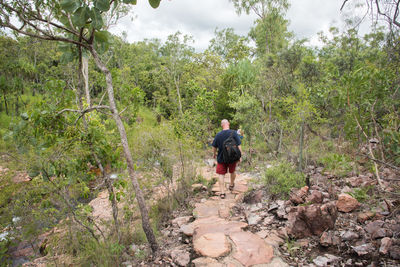 Rear view of man walking on footpath in forest