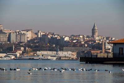 Seagulls flying over river and buildings against clear sky