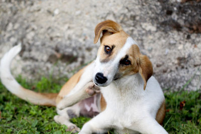 High angle portrait of dog sitting on grass