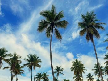 Low angle view of palm trees against sky