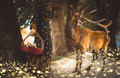 Low section of woman standing by deer in forest