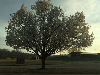 Bare trees on grassy field