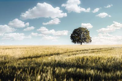 Scenic view of agricultural field against sky