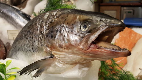 Close-up of fish at market