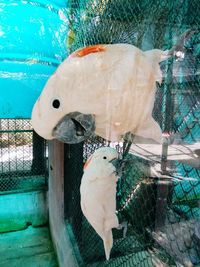 High angle view of fish swimming in pool