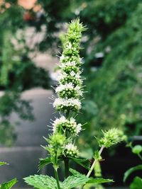 Close-up of white flowering plant