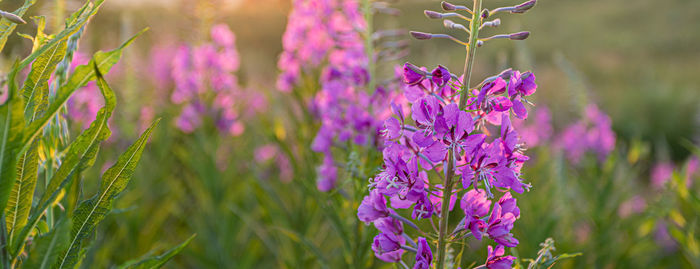 Natural background with soft focus of meadow fireweed flowers at sunset. banner.