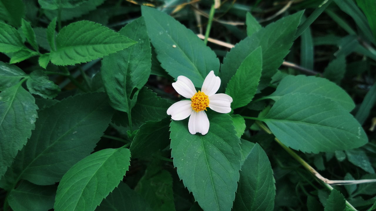 HIGH ANGLE VIEW OF WHITE FLOWERING PLANTS