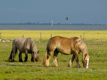 Beach and horses on juist