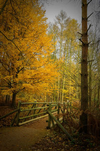 Trees in autumn against sky