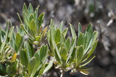 Close-up of succulent plant on field