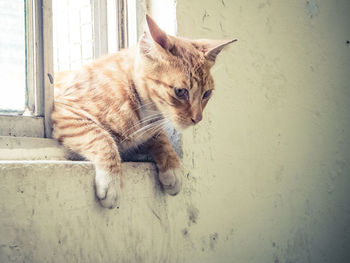 Cat looking away against wall